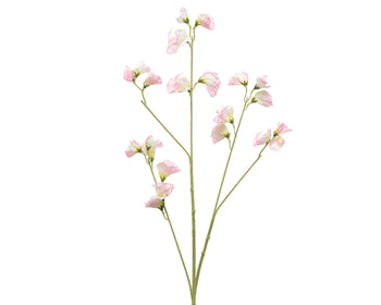 Soft Pink Sweetpea on Stem│800199