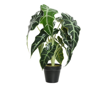 Alocasia In Pot│801000