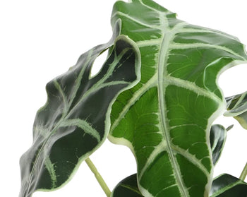 Alocasia In Pot│801000