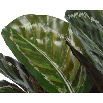 47cm Artificial Calathea in Plant Pot│801116