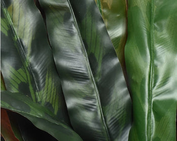 Calathea In Pot│801117