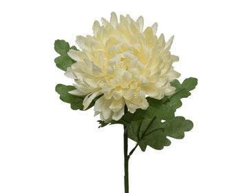 Chrysanthemum