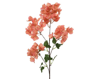 Bougainvillea Branch│801426