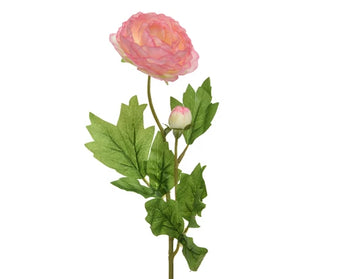 Ranunculus Pink Spray│802242